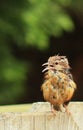 Carolina Wren fledgling w/beak open on right Royalty Free Stock Photo