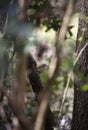 Carolina Wren Gathering Nesting Materials Royalty Free Stock Photo