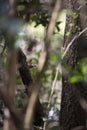 Carolina Wren Gathering Nesting Materials Royalty Free Stock Photo