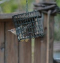 Carolina Wren Hanging Onto Bird Feeder Royalty Free Stock Photo