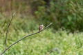 Carolina Wren Perched On A Branch Royalty Free Stock Photo