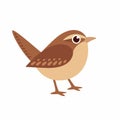 Carolina Wren illustration