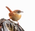 Carolina Wren isolated Royalty Free Stock Photo