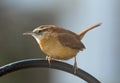 Carolina Wren on Blurred Background Royalty Free Stock Photo