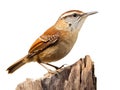 Carolina Wren isolated