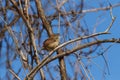 A Carolina Wren singing from a tree Royalty Free Stock Photo