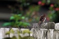 Carolina Wren Looking Back Royalty Free Stock Photo