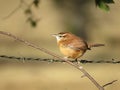 Carolina Wren Royalty Free Stock Photo