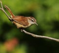 Carolina Wren Royalty Free Stock Photo