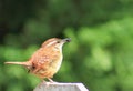 Got breakfast- Wren fledgling Royalty Free Stock Photo