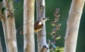 Carolina Wren bird, Clarke County GA USA Royalty Free Stock Photo