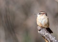 Carolina Wren perched on a stick against a blurred background Royalty Free Stock Photo