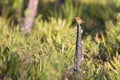 Carolina Wren Perched On Stump in Florida Royalty Free Stock Photo