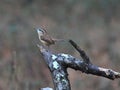 Carolina Wren perched on a tree branch Royalty Free Stock Photo