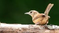 Carolina Wren Perched on a Tree Branch in the Bright Sun Royalty Free Stock Photo