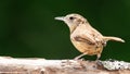 Carolina Wren Perched on a Tree Branch in the Bright Sun Royalty Free Stock Photo