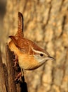 Carolina wren