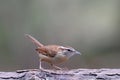 Carolina Wren Perching in Winter Royalty Free Stock Photo