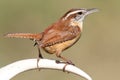 Carolina Wren Singing On An Antler Royalty Free Stock Photo