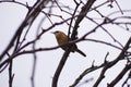 Carolina wren Royalty Free Stock Photo