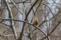 Carolina Wren singing from a thicket. Royalty Free Stock Photo