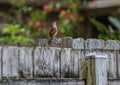 Carolina Wren Singing on a Wooden Fence