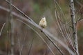 Carolina Wren songbird perch Royalty Free Stock Photo