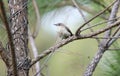 Carolina Wren songbird perched in pine tree, Monroe, Walton County GA Royalty Free Stock Photo