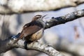 Carolina Wren songbird singing, Georgia USA Royalty Free Stock Photo