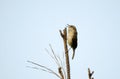 Carolina Wren songbird sining from tree top, Monroe, Walton County GA Royalty Free Stock Photo