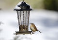 Carolina Wren songbird on snow covered bird seed feeder, Georgia, USA Royalty Free Stock Photo