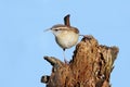 Carolina Wren On A Stump Royalty Free Stock Photo