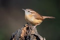 Carolina Wren on Stump