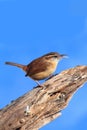 Carolina Wren On A Stump Royalty Free Stock Photo