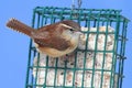 Carolina Wren On A Suet Feeder Royalty Free Stock Photo