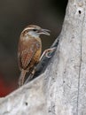 Carolina Wren - Thryothorus ludovicianus Royalty Free Stock Photo