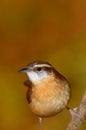 Carolina Wren (Thryothorus ludovicianus)