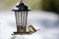 Carolina Wren eating bird seed at backyard feeder in the snow, Athens, Georgia, USA Royalty Free Stock Photo