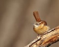 Carolina wren (Thryothorus ludovicianus) Royalty Free Stock Photo