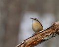 Carolina wren (Thryothorus ludovicianus) Royalty Free Stock Photo