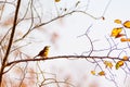 Carolina wren Thryothorus ludovicianus perched on a branch Royalty Free Stock Photo