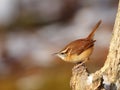 Carolina wren (Thryothorus ludovicianus) Royalty Free Stock Photo