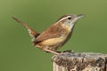 Carolina Wren (Thryothorus ludovicianus) Royalty Free Stock Photo