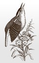 Carolina wren, thryothorus ludovicianus in side view sitting on a flower and singing