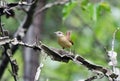 Carolina Wren perched on Sweetgum tree branch, Georgia, USA Royalty Free Stock Photo