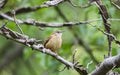 Carolina Wren perched on Sweetgum tree branch, Georgia, USA Royalty Free Stock Photo