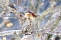 Carolina wren Thryothorus ludovicianus in winter Royalty Free Stock Photo