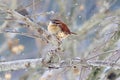 Carolina wren Thryothorus ludovicianus in winter Royalty Free Stock Photo