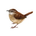 Carolina wren watercolor illustration. Hand drawn realistic backyard bird detailed image. Carolina wren isolated on Royalty Free Stock Photo