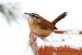 Carolina Wren in Winter Royalty Free Stock Photo